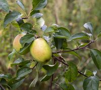 Pillemark æble på 1. års gren